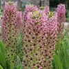 Eucomis Comosa Pink Gin - Fleur Ananas -Promesse de Fleurs Magasin eucomis pink gin 15550 1