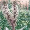 Eucomis Burgundy Wine -Promesse de Fleurs Magasin eucomis sparking burgundy 51273 1