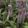 Eucomis Twinkle Stars -Promesse de Fleurs Magasin eucomis twinckle stars 51306 1