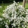 Exochorda X Macrantha The Bride -Promesse de Fleurs Magasin exochorda x macrantha the bride 7801 1 1