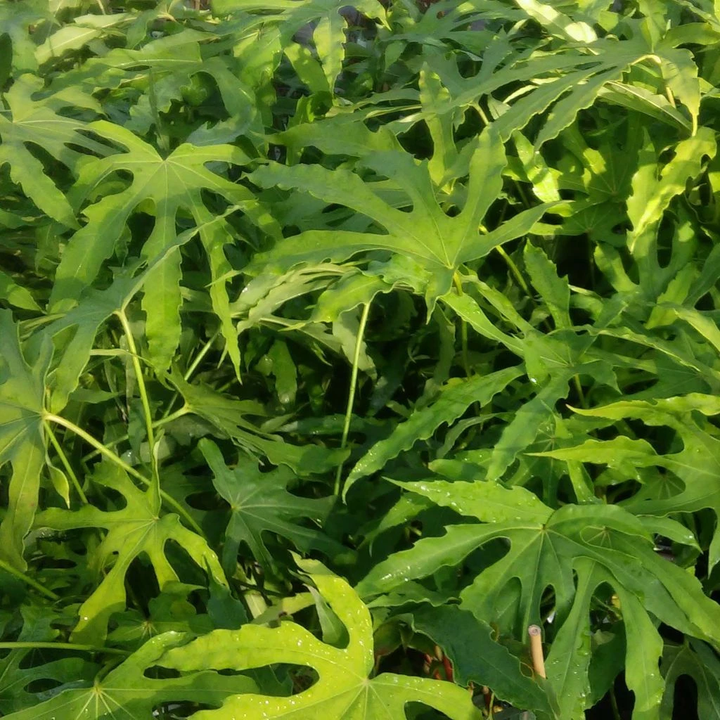 Fatsia Polycarpa Green Fingers - Fatsia De Taiwan 3 Fatsia Polycarpa Green Fingers - Fatsia De Taiwan