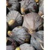 Figuier - Ficus Carica Grise De Tarascon -Promesse de Fleurs Magasin ficus carica grise de tarascon demi tige en pot de7 l0l 1005092 1