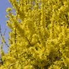 Forsythia (x) Intermedia Minigold - Mimosa De Paris -Promesse de Fleurs Magasin forsythia intermedia minigold 84077 1