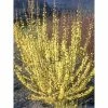 Mimosa De Paris - Forsythia X Intermedia Mindor 1 Mimosa De Paris - Forsythia X Intermedia Mindor -Promesse de Fleurs Magasin forsythia x intermedia mindor 1006242 1