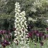 Fritillaria Persica Ivory Bells - Fritillaire De Perse -Promesse de Fleurs Magasin fritillaire persica ivory bells 54974 1