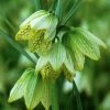 Fritillaire Thunbergii - Zhe Bei Mu -Promesse de Fleurs Magasin fritillaria thunbergii 15310 1
