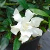 Gardenia Jasminoides Perfumed Petticoats -Promesse de Fleurs Magasin gardenia jasminoides perfumed petticoats 83325 1
