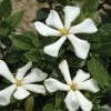 Gardénia Rustique Pinwheel -Promesse de Fleurs Magasin gardenia pinwheel copyright plantipp 1