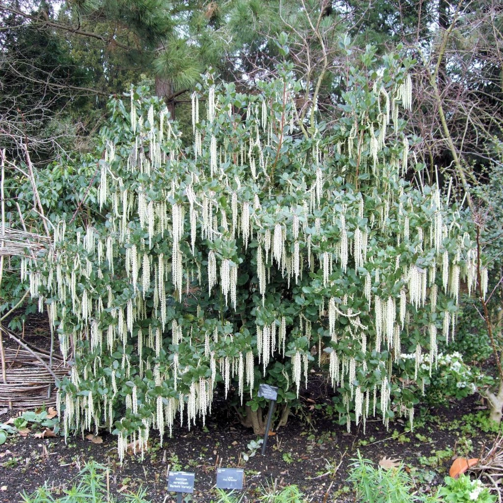 Garrya Elliptica - Garrya à Feuilles Elliptiques 3 Garrya Elliptica - Garrya à Feuilles Elliptiques