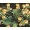 Scadoxus Ou Haemanthus Albiflos 2 Scadoxus Ou Haemanthus Albiflos -Promesse de Fleurs Magasin haemanthus.albiflos