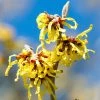 Hamamelis Intermedia Arnold Promise - Noisetier De Sorcière -Promesse de Fleurs Magasin hamamelis intermedia arnold promise noisetier de sorciere 781609 1