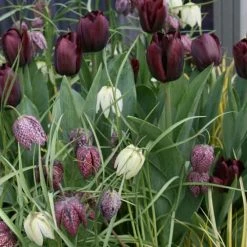 Composition Black And White