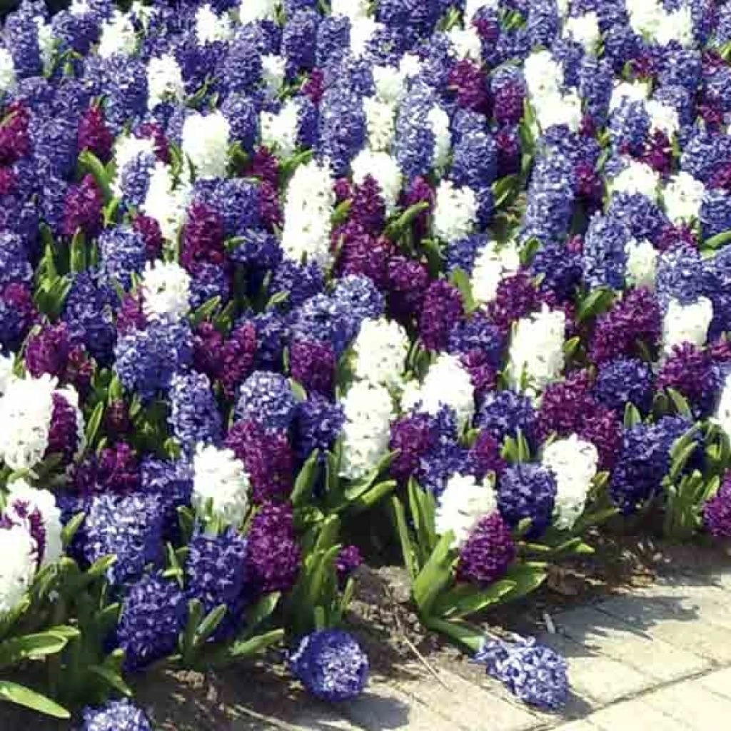 Harmonie Jacinthes Ocean 3 Harmonie Jacinthes Ocean