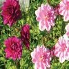 Harmonie Dahlias Tendresse -Promesse de Fleurs Magasin harmonie tendresse 375 1