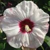 Hibiscus Moscheutos Cherry Cheesecake - Hibiscus Des Marais -Promesse de Fleurs Magasin hibiscus moscheutos cherry cheesecake 15057 1