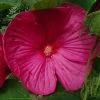 Hibiscus Moscheutos Rose - Hibiscus Des Marais -Promesse de Fleurs Magasin hibiscus moscheutos rose hibiscus des marais 83346 1 1 1
