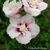 Hibiscus Syriacus Pinky Spot - Althéa Rose -Promesse de Fleurs Magasin hibiscus pinky spot 9543 1