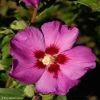 HIbiscus Russian Violet (II) - Althea Rose Violacé -Promesse de Fleurs Magasin hibiscus russian violet 85805 1