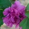 Hibiscus Syriacus Freedom - Althéa -Promesse de Fleurs Magasin hibiscus syriacus freedom 9545 1 1