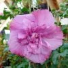 Hibiscus Syriacus Magenta Chiffon - Althea Double Rose Pourpre Vif -Promesse de Fleurs Magasin hibiscus syriacus magenta chiffon 83145 1