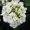 Hortensia - Hydrangea Macrophylla Libelle (Teller White) -Promesse de Fleurs Magasin hortensia Libelle 67998 3