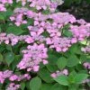 Hortensia - Hydrangea Serrata Avelroz -Promesse de Fleurs Magasin hortensia avelroz 67876 1