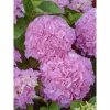 Hortensia - Hydrangea Macrophylla Big Data Pink -Promesse de Fleurs Magasin hortensia big data pink 23226