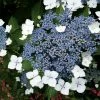 Hortensia - Hydrangea Serrata Blue Bird -Promesse de Fleurs Magasin hortensia blue bird 67818 1 1