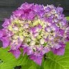 Hortensia - Hydrangea Macrophylla Flair & Flavours' Sweet Cupcake -Promesse de Fleurs Magasin hortensia flair flavours sweet cupcake23238