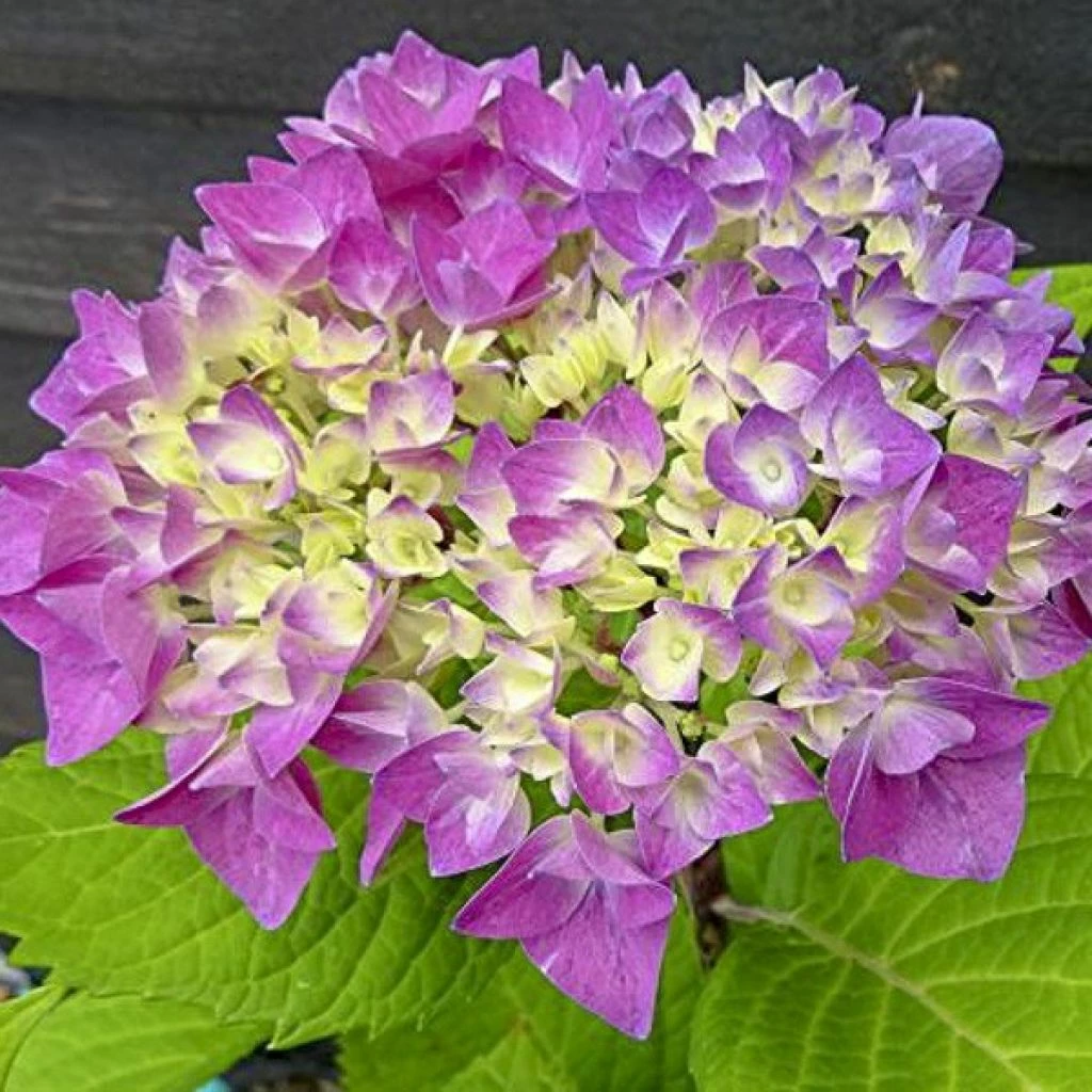 Hortensia - Hydrangea Macrophylla Flair & Flavours' Sweet Cupcake 3 Hortensia - Hydrangea Macrophylla Flair & Flavours' Sweet Cupcake