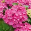 Hortensia - Hydrangea Macrophylla Leuchtfeuer -Promesse de Fleurs Magasin hortensia leuchtfeuer 80063 1