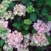 Hortensia - Hydrangea Serrata Precioza -Promesse de Fleurs Magasin hortensia serrata precioza 67847 1