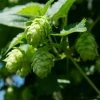 Houblon Vert - Humulus Lupulus Magnum -Promesse de Fleurs Magasin humulus lupulus magnum 66835 2 1