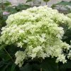 Hortensia Arborescens Hayes Starbust -Promesse de Fleurs Magasin hydrangea arborescens hayes starbust 671348 1