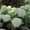 Hortensia Arborescens Strong Annabelle ( Incrediball ) -Promesse de Fleurs Magasin hydrangea arborescens incrediball 7861 1 1
