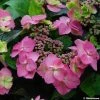 Hortensia - Hydrangea Serrata Cotton Candy -Promesse de Fleurs Magasin hydrangea cotton candy 80438 1