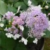 Hortensia - Hydrangea Involucrata Late Love 1 Hortensia - Hydrangea Involucrata Late Love -Promesse de Fleurs Magasin hydrangea involucrata late love 85457 1