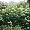 Hortensia Arborescens Lime Rickey