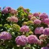 Hortensia - Hydrangea Macrophylla Bouquet Rose -Promesse de Fleurs Magasin hydrangea macrophylla bouquet rose 85622 1