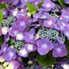 Hortensia - Hydrangea Macrophylla Kardinal Violet 1 Hortensia - Hydrangea Macrophylla Kardinal Violet -Promesse de Fleurs Magasin hydrangea macrophylla kardinal violet 83185 1