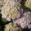 Hortensia - Hydrangea Macrophylla Kazan -Promesse de Fleurs Magasin hydrangea macrophylla kazan 86040 1