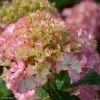 Hortensia - Hydrangea Macrophylla So Long Sunny -Promesse de Fleurs Magasin hydrangea macrophylla so long sunny 85613 1