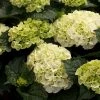 Hortensia - Hydrangea Macrophylla Wudu 1 Hortensia - Hydrangea Macrophylla Wudu -Promesse de Fleurs Magasin hydrangea macrophylla wudu v 100657 1 1