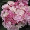 Hortensia - Hydrangea Macrophylla You And Me Romance -Promesse de Fleurs Magasin hydrangea macrophylla you and me romance 67124 1