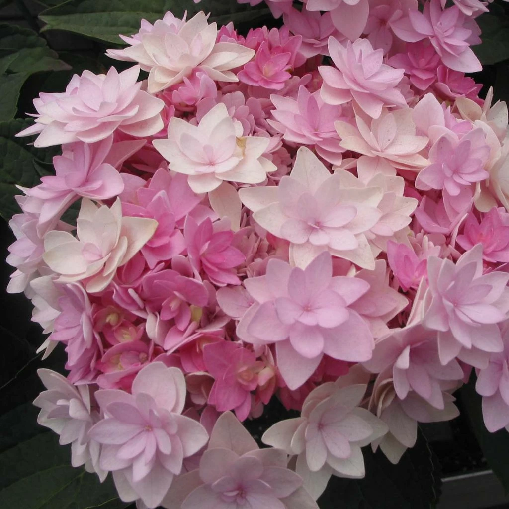 Hortensia - Hydrangea Macrophylla You And Me Romance 3 Hortensia - Hydrangea Macrophylla You And Me Romance