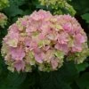 Hortensia - Hydrangea Macrophylla You And Me Together -Promesse de Fleurs Magasin hydrangea macrophylla you and me together 67859 1