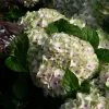 Hortensia - Hydrangea Macrophylla Magical Summer Green 1 Hortensia - Hydrangea Macrophylla Magical Summer Green -Promesse de Fleurs Magasin hydrangea magical summer green 78222 1