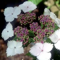 Hortensia - Hydrangea Serrata Nadesiko