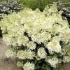 Hydrangea Paniculata Bobo - Hortensia Paniculé Nain 2 Hydrangea Paniculata Bobo - Hortensia Paniculé Nain -Promesse de Fleurs Magasin hydrangea paniculata bobo 80690 1