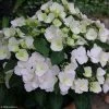 Hortensia - Hydrangea Runaway Bride 2 Hortensia - Hydrangea Runaway Bride -Promesse de Fleurs Magasin hydrangea runaway bride 85487 1